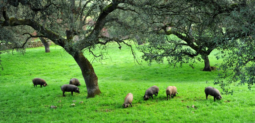 pastures on porcs iberic pasten