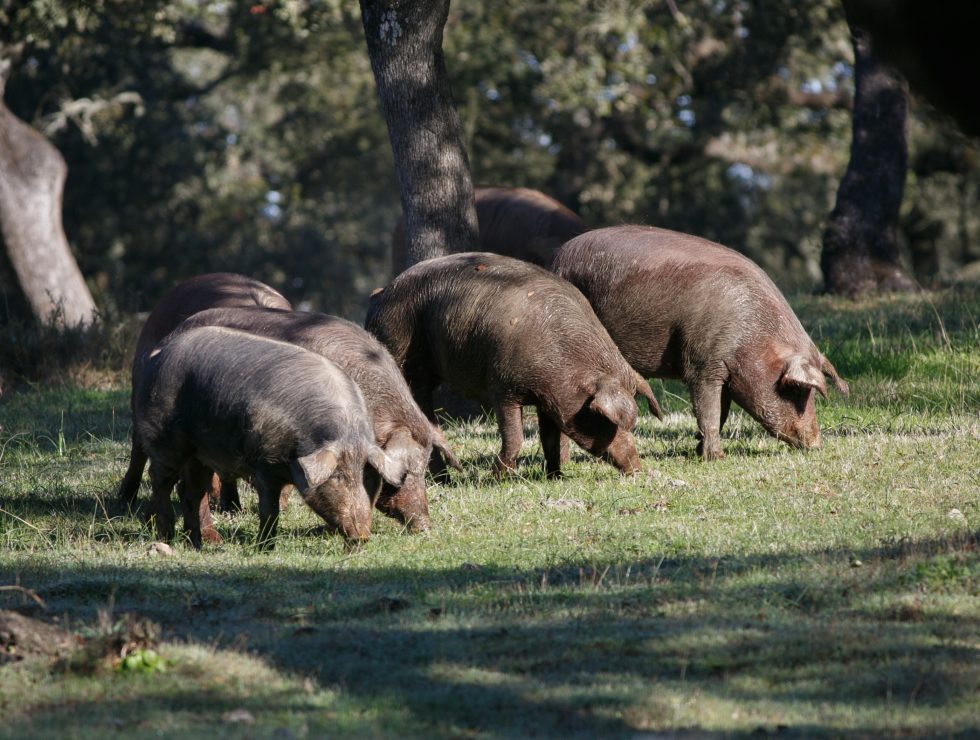 Les Denominacions d’Origen del Pernil Ibèric