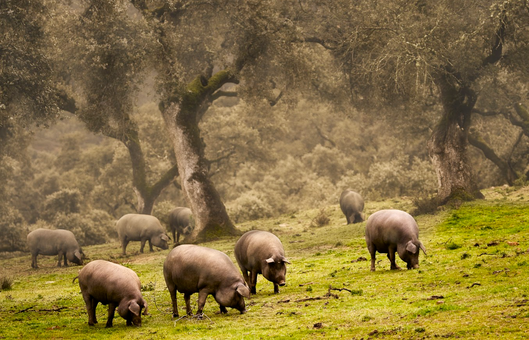 L’impacte del canvi climàtic a la devesa i el futur del porc ibèric